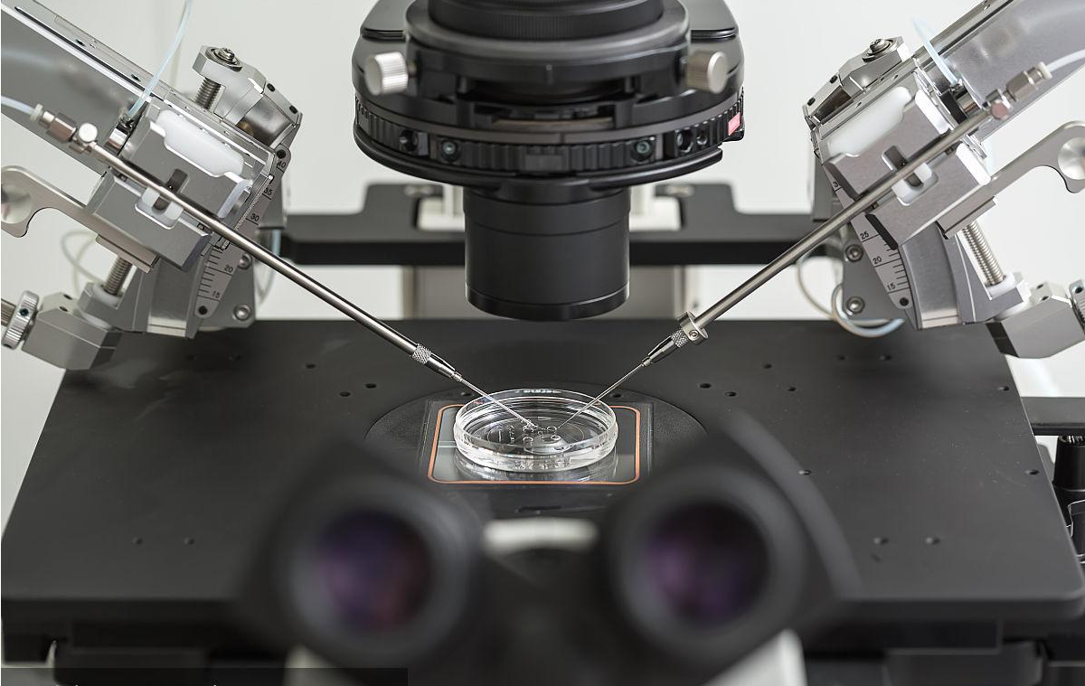 胚胎学家使用“千里眼”显微镜：为生命起源和发育研究开启新篇章